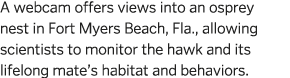 A webcam offers views into an osprey nest in Fort Myers Beach, Fla , allowing scientists to monitor the hawk and its    