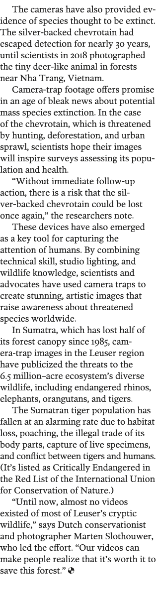 The cameras have also provided evidence of species thought to be extinct  The silver-backed chevrotain had escaped de   