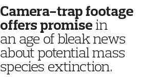Camera-trap footage offers promise in an age of bleak news about potential mass species extinction 