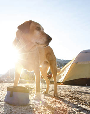 A dog eating at a campsite after a long day of backpacking 