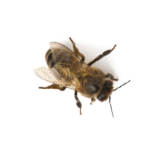Western honey bee or European honey bee, Apis mellifera, carrying pollen, in front of white background