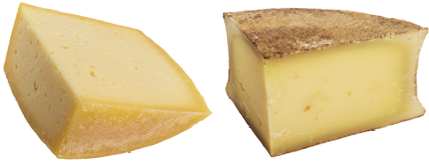 Different kinds of cheese isolated on white background