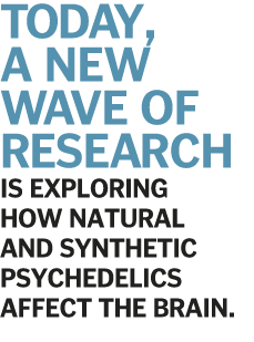 Today, a new wave of research is exploring how natural and synthetic psychedelics affect the brain  
