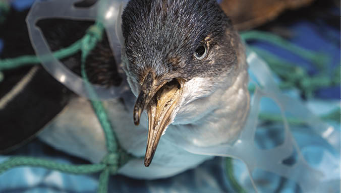 Marine plastic pollution and nature conservation concept - penguin trapped in plastic net