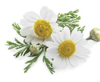Chamomile or camomile flowers isolated on white background 
