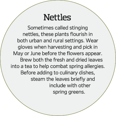  Nettles Sometimes called stinging nettles, these plants flourish in both urban and rural settings  Wear gloves when    