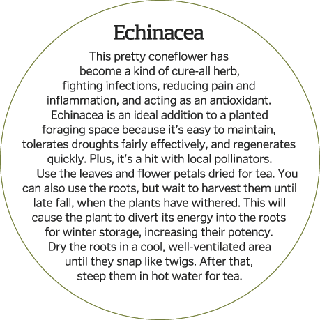  Echinacea This pretty coneflower has become a kind of cure-all herb, fighting infections, reducing pain and inflamma   