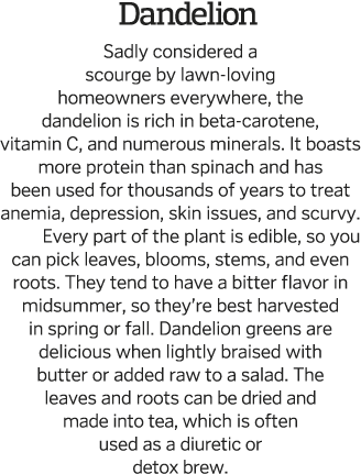Dandelion  Sadly considered a scourge by lawn-loving homeowners everywhere, the dandelion is rich in beta-carotene, v   