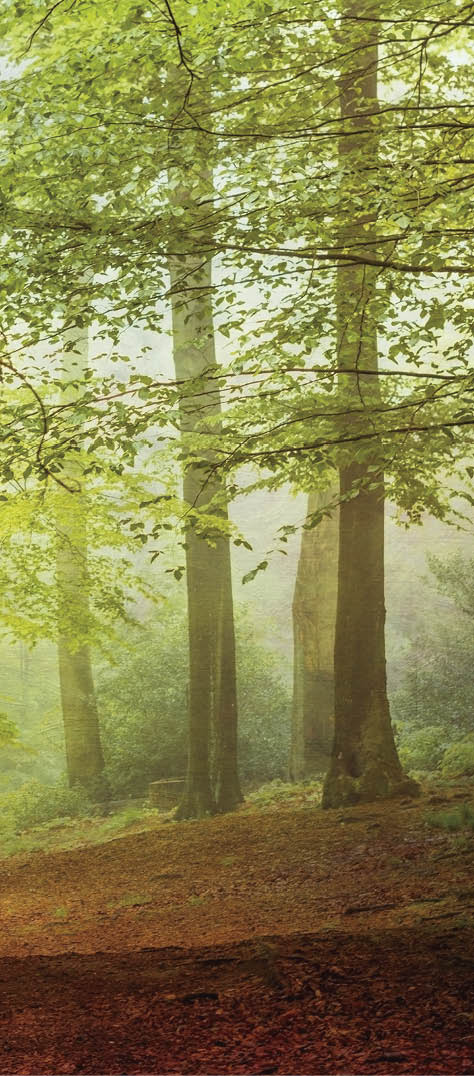 Deciduous forest in spring