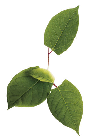 Leaves of Japanese knotweed on white ground
