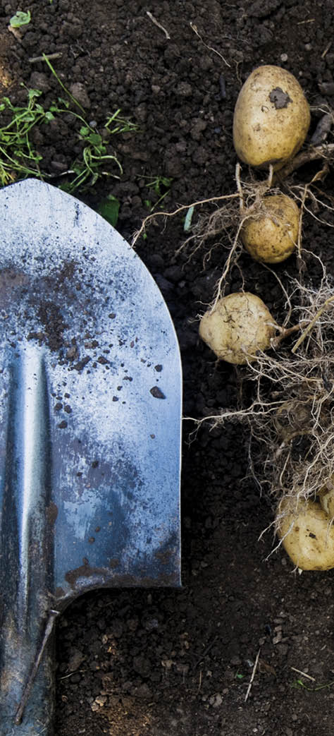 Potatoes and shovel in garden dirt