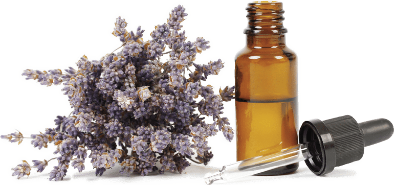 Dried lavender and essential oil in little bottle on white background