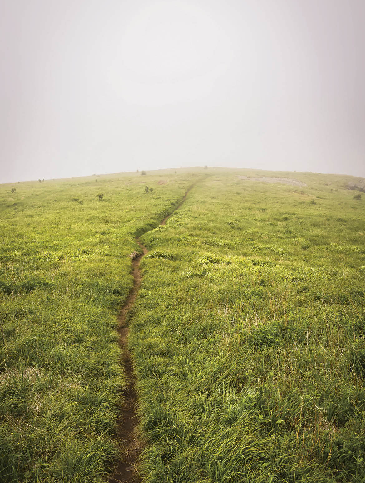 Backpacking along the Appalachian Trail near Roan mountain on a foggy cool day