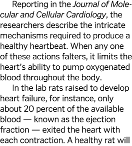 Reporting in the Journal of  Mole cular and Cellular Cardiology, the researchers describe the intri cate mechanisms r   