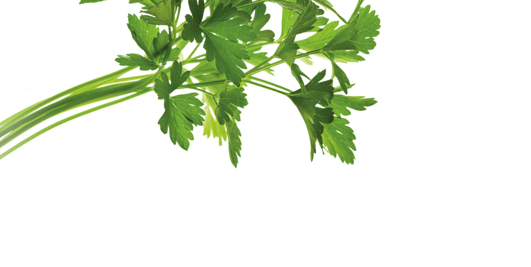 Parsley bunch  isolated on white background