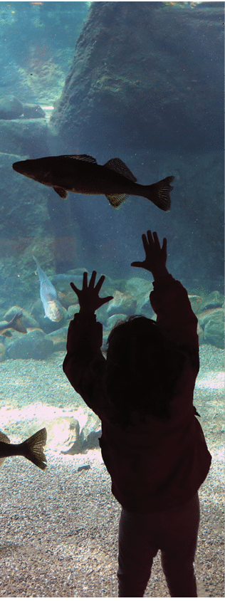 Little girl playing with the fish