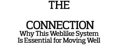 the  connection Why This Weblike System Is Essential for Moving Well p  58