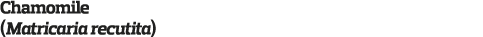Chamomile  Matricaria recutita  