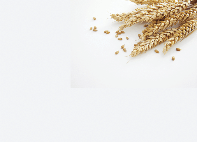 Wheat against a white background 