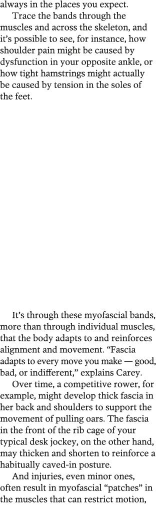 always in the places you expect  Trace the bands through the muscles and across the skeleton  and it s possible to se   