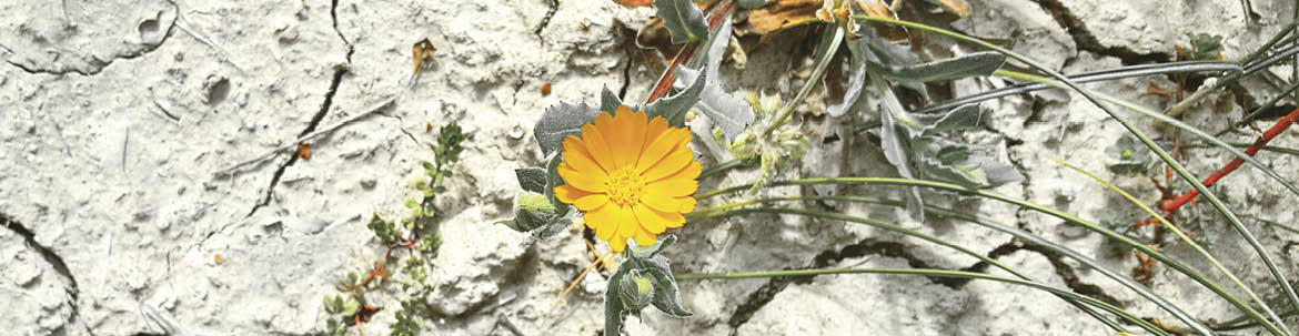 Pattern of cracked and dried soil with a dandelion