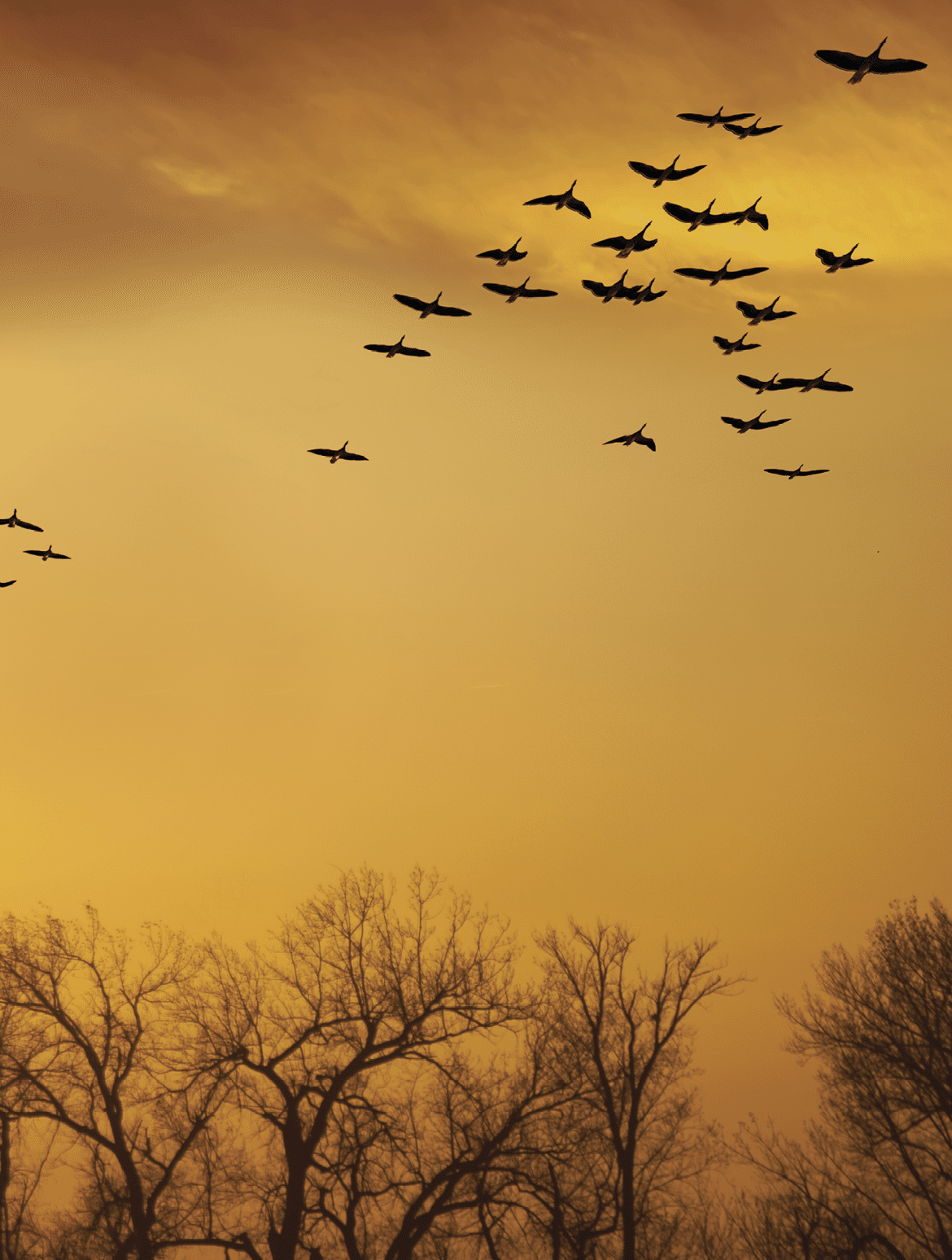 Sandhill Cranes over the Platte River 