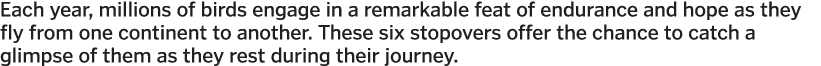 Each year  millions of birds engage in a remarkable feat of endurance and hope as they fly from one continent to anot   