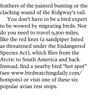 feathers of the painted bunting or the clacking sound of the Ridgway s rail  You don t have to be a bird expert to be   