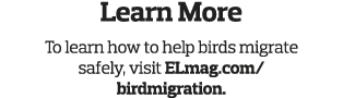 Learn More To learn how to help birds migrate safely  visit ELmag com  birdmigration 