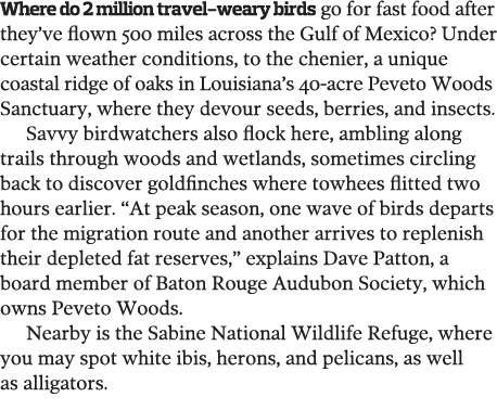 Where do 2 million travel-weary birds go for fast food after they ve flown 500 miles across the Gulf of Mexico  Under   