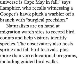 universe is Cape May in fall   says Lamphier  who recalls witnessing a Cooper s hawk pluck a warbler off a branch wit   