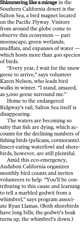 Shimmering like a mirage in the Southern California desert is the Salton Sea  a bird magnet located on the Pacific Fl   