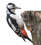 The great spotted woodpecker  Dendrocopos major  is a bird species of the woodpecker family  Picidae  