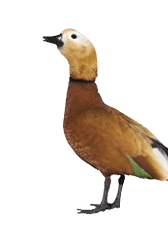 Ruddy shelduck male isolated on white with clipping path 