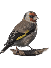 A goldfinch perched on a branch looking left and against an almost white background