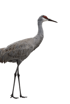 Sandhill Crane  Isolated On White Background