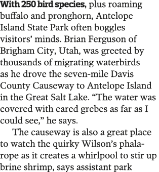 With 250 bird species  plus roaming buffalo and pronghorn  Antelope Island State Park often boggles visitors  minds     