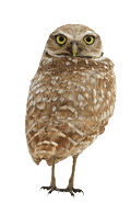 Burrowing Owl on white background 