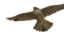 Flying Peregrine Falcon  Falco peregrinus  against a white background 
