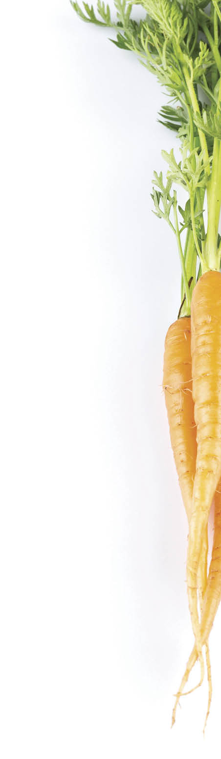 fresh carrots with green leaves isolated on white background  vegetable 