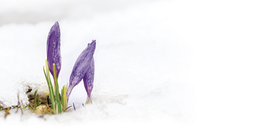 closeup of saffron crocus flower and melting snow
