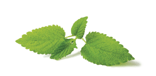 fresh mint leaves on white background