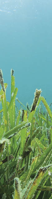 Green Sea Grass in Blue Ocean