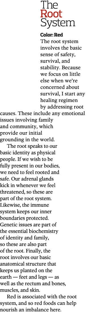 The Root System Color  Red The root system involves the basic sense of safety  survival  and stability  Because we fo   