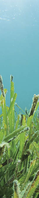 Green Sea Grass in Blue Ocean