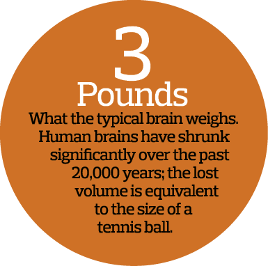 3 Pounds What the typical brain weighs  Human brains have shrunk significantly over the past 20 000 years  the lost v   