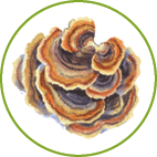 Oval