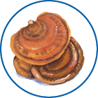 Oval