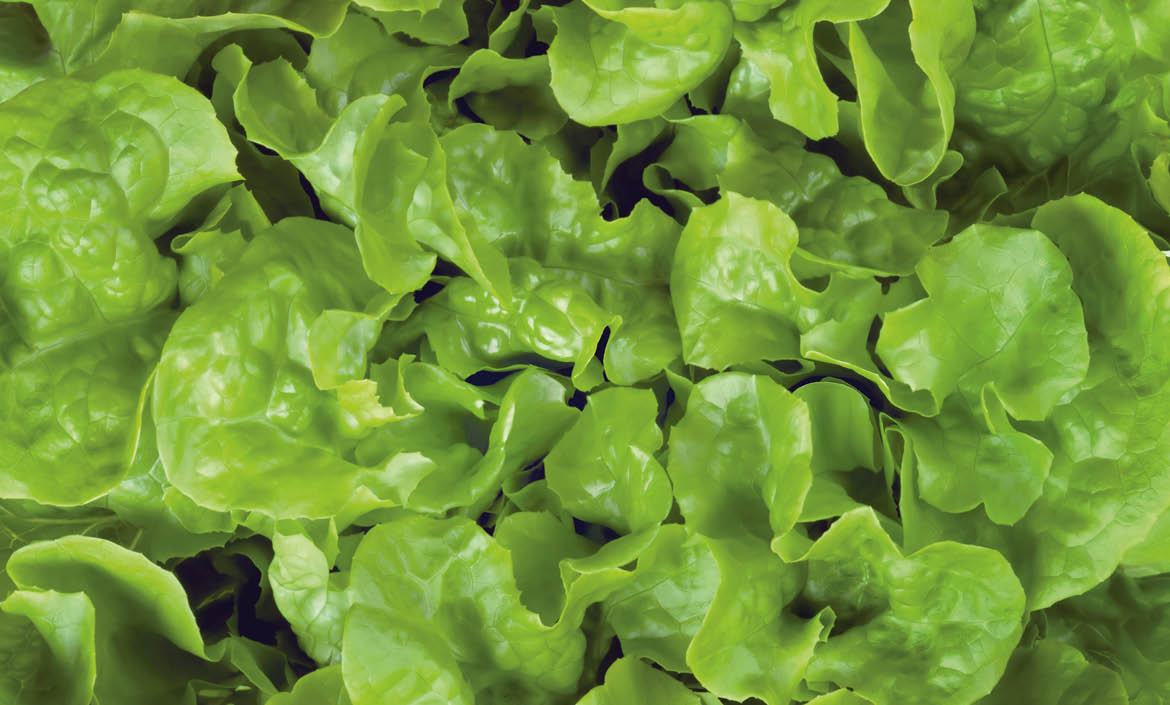Close up of lettuce isolated on white
