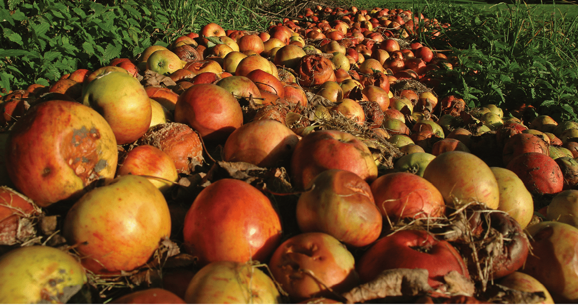 A heap of windfall apples 
